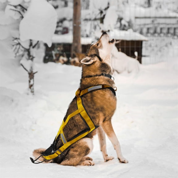 Dog Sledding Harness for Mushing Exercise Pet Weight Pulling Bikejoring Skijoring Canicross Scootering Large Running Companion Yellow 29-40 cm