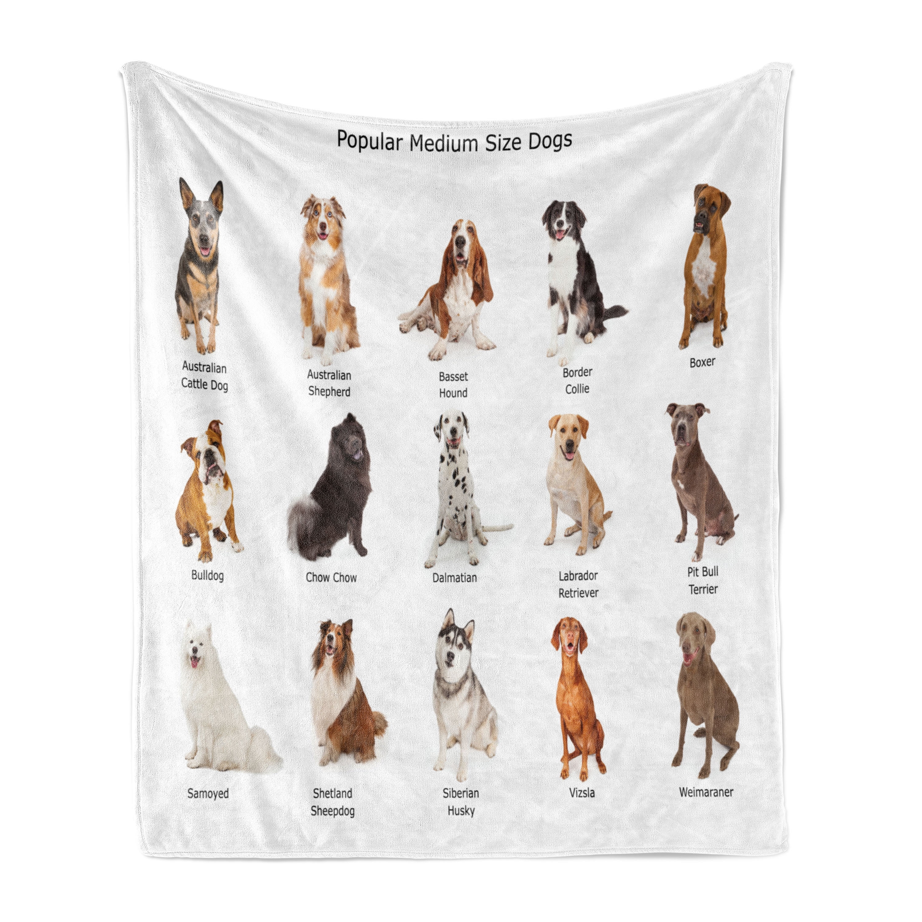 Different Kinds Of Husky Breeds americanlycetuffschool.edu.pk