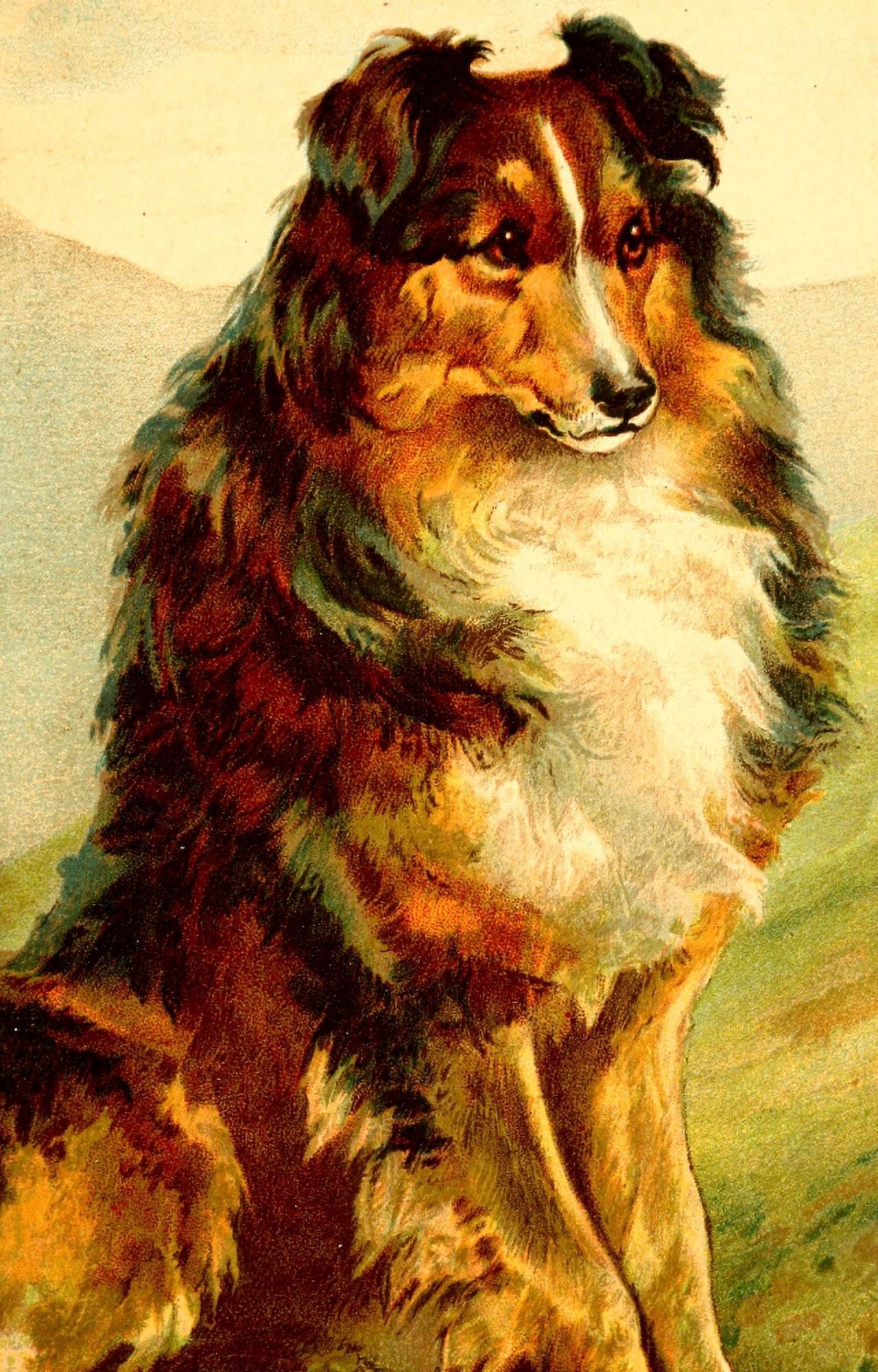 Dog Tales Collie Canvas Art - E Stuart Hardy (18 x 24)