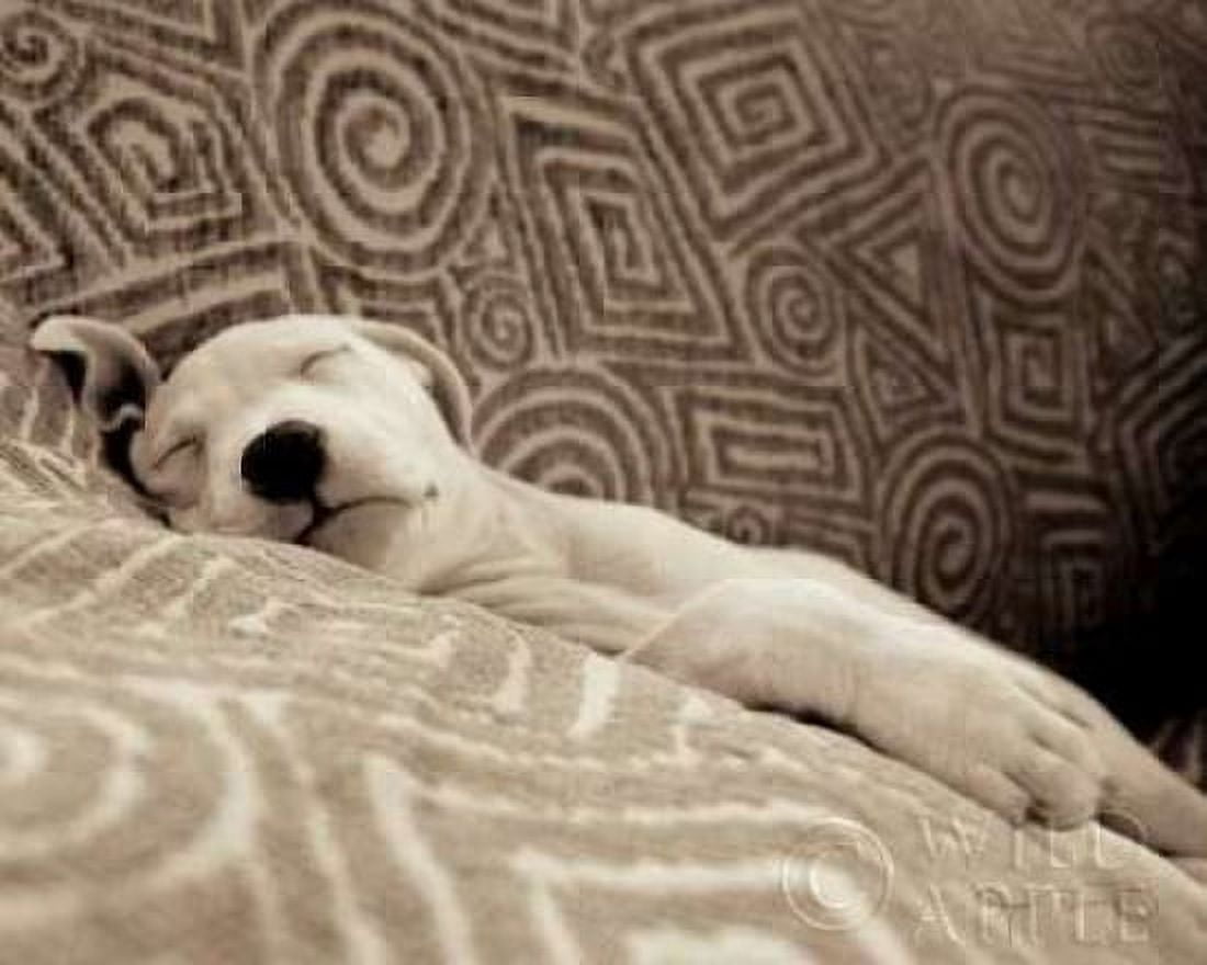 Dog Tired Canvas Art - Jim Dratfield (24 x 30)