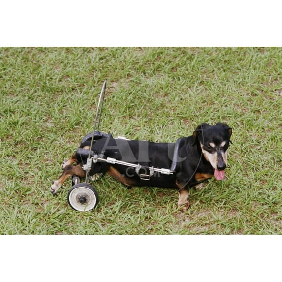 Dog Using a Dog Wheelchair, Unframed Photographic Print Wall Art by W^ Perry Conway Sold by Art.Com