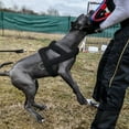 thumbnail image 1 of Dog Weight Pull Harness Padded Dog Harness Large Large Dog Training Harness, 1 of 10
