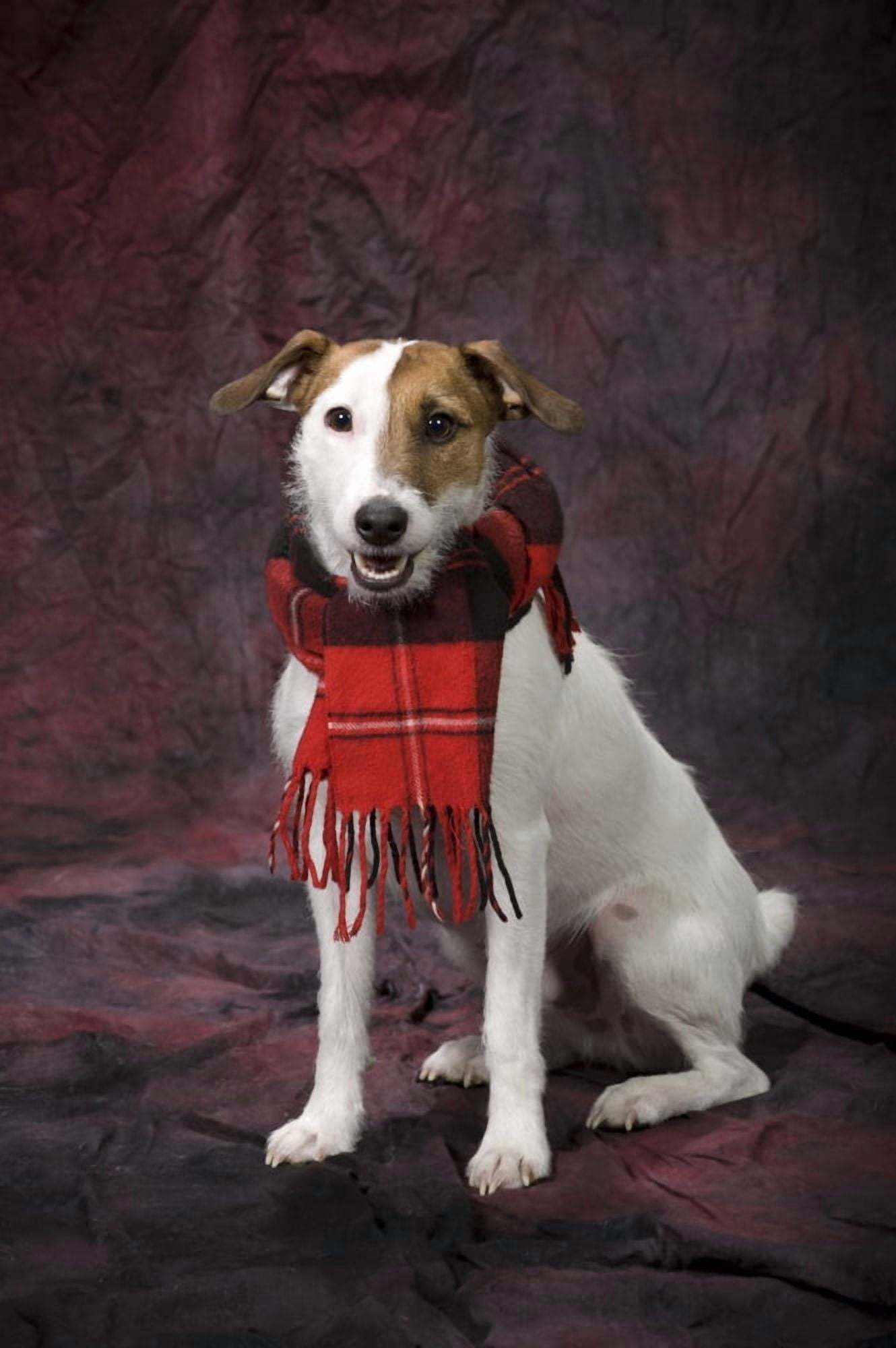 Dog With A Scarf Canvas Art - Corey Hochachka Design Pics (24 x 38)