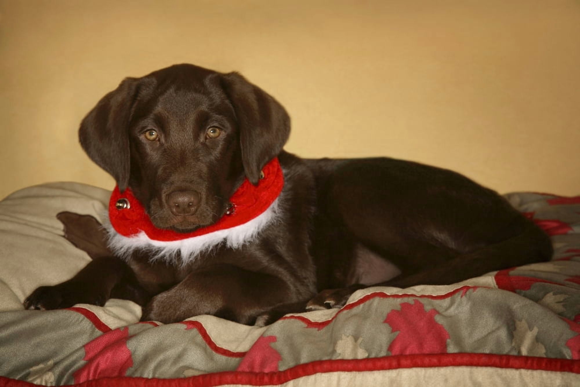 Dog With Christmas Collar Canvas Art - Leah Hammond Design Pics (34 x 22)