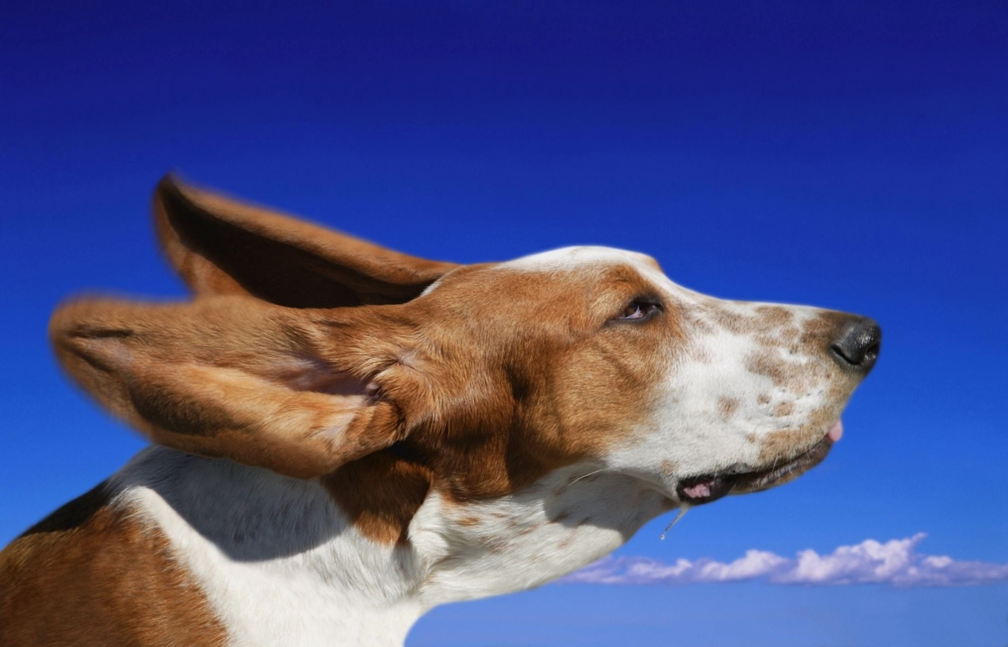 Dog With Ears In The Wind Canvas Art - Don Hammond Design Pics (17 x 11)