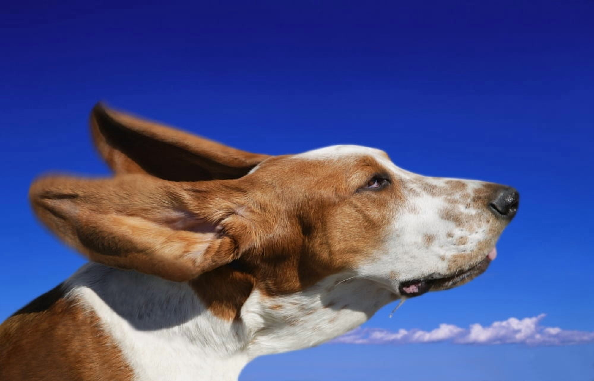 Dog With Ears In The Wind Canvas Art - Don Hammond Design Pics (34 x 22)