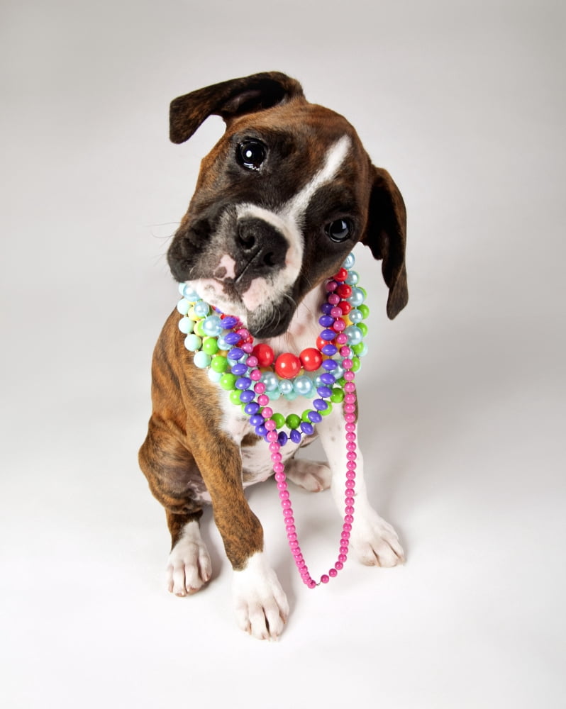Dog With Necklaces Canvas Art - Leah Hammond Design Pics (12 x 15)