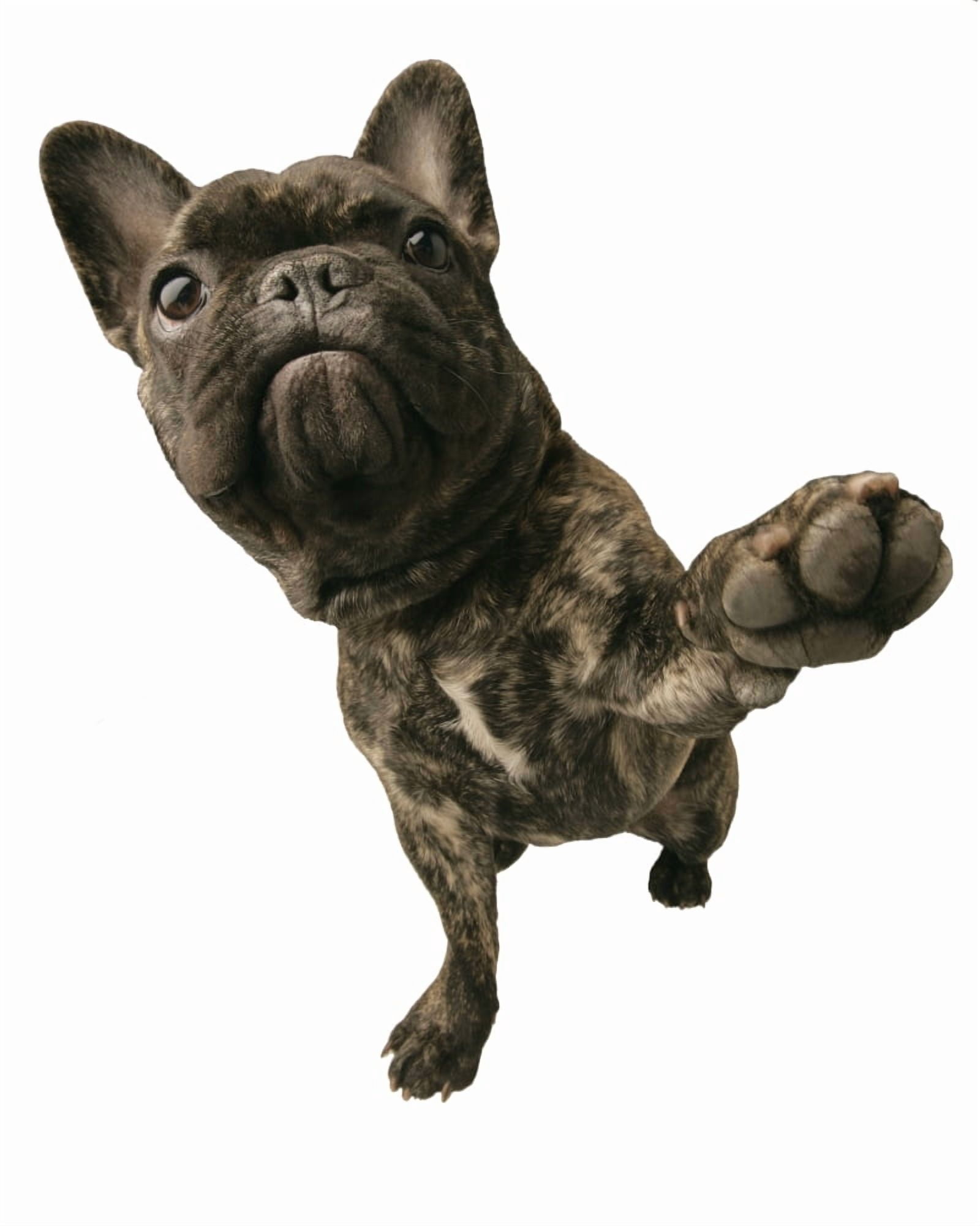 Dog With Paw Raised Canvas Art - Don Hammond Design Pics (24 x 30)