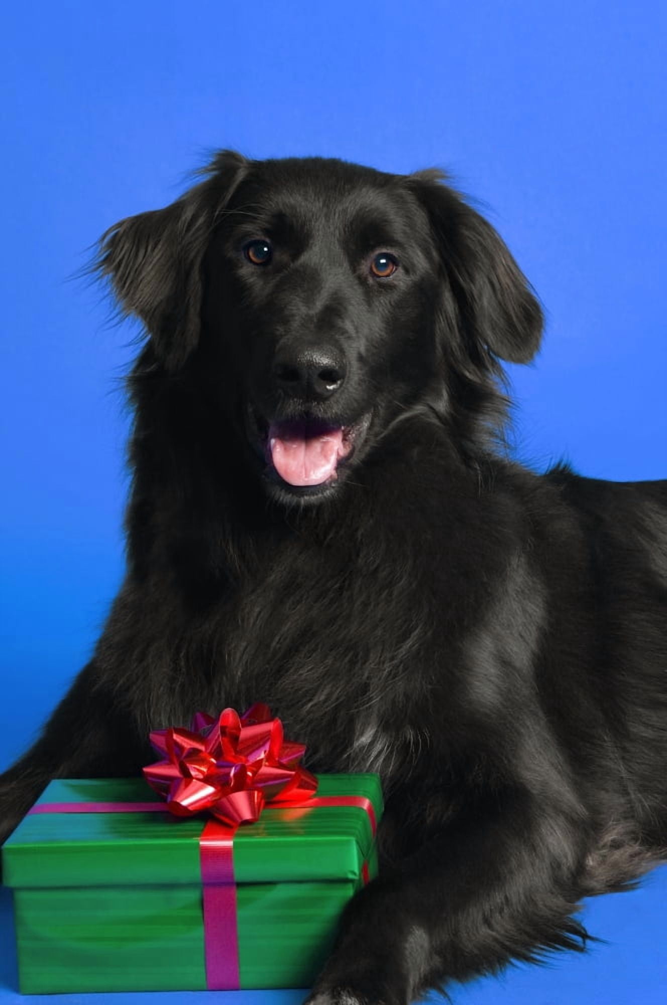 Dog With Present Canvas Art - Corey Hochachka Design Pics (22 x 34)
