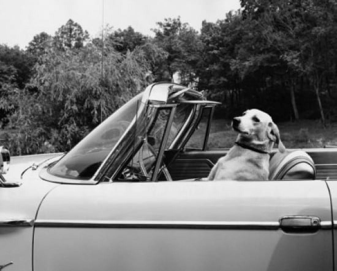 Dog driving a convertible car Canvas Art - (24 x 36)