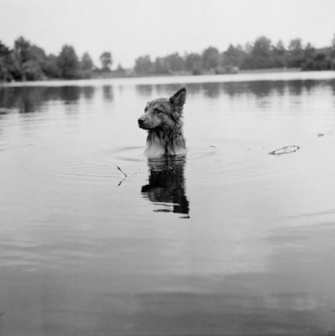 Dog in lake Canvas Art - (24 x 36)