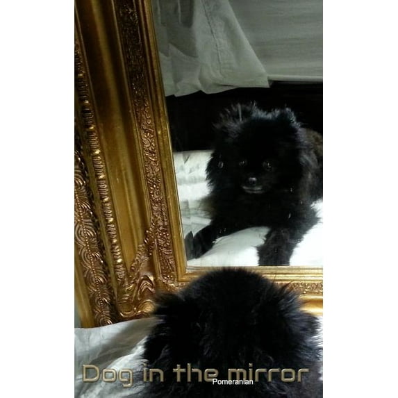 Dog in the Mirror Pomeranian: Dog In the mirrior Pomeranian, (Paperback)