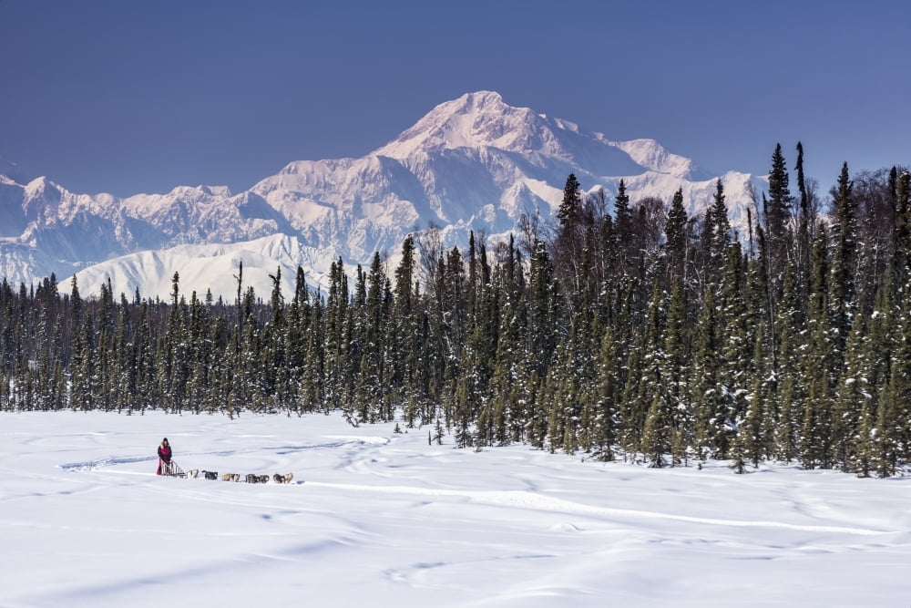 Dog musher Martin Buser runs his team during a spring training run on a lake with Mt Mckinley and Alaska Range in the background Southcentral Alaska Canvas Art - Jeff Schultz Design Pics (19 x 12)