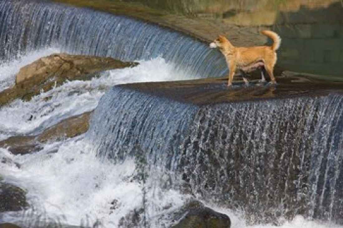 Dog on the waterfall Pingnan Fujian China Canvas Art - Keren Su DanitaDelimont (38 x 25)