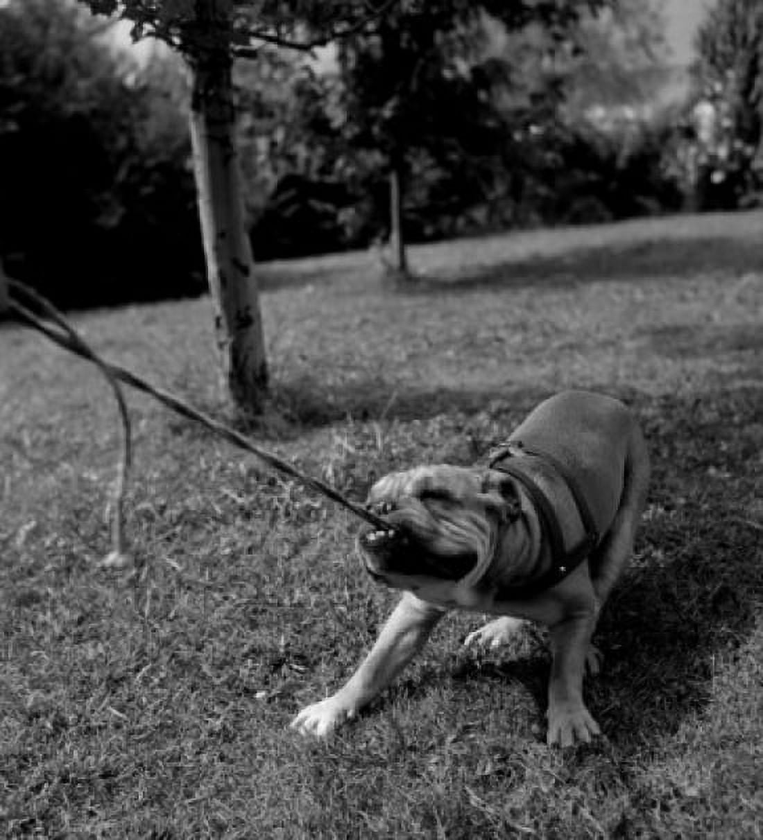 Dog pulling leash Canvas Art - (18 x 24)