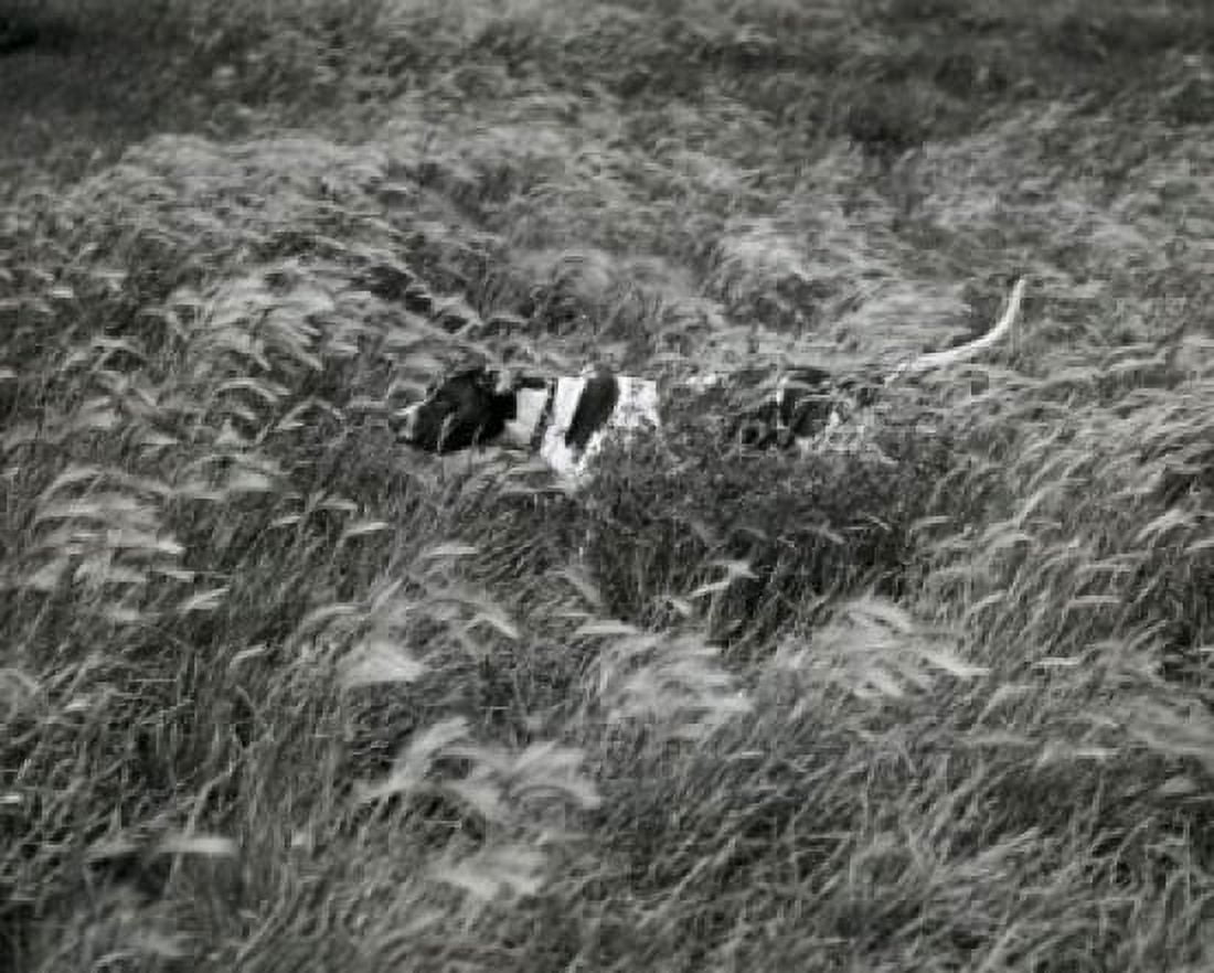 Dog running in a field Canvas Art - (18 x 24)