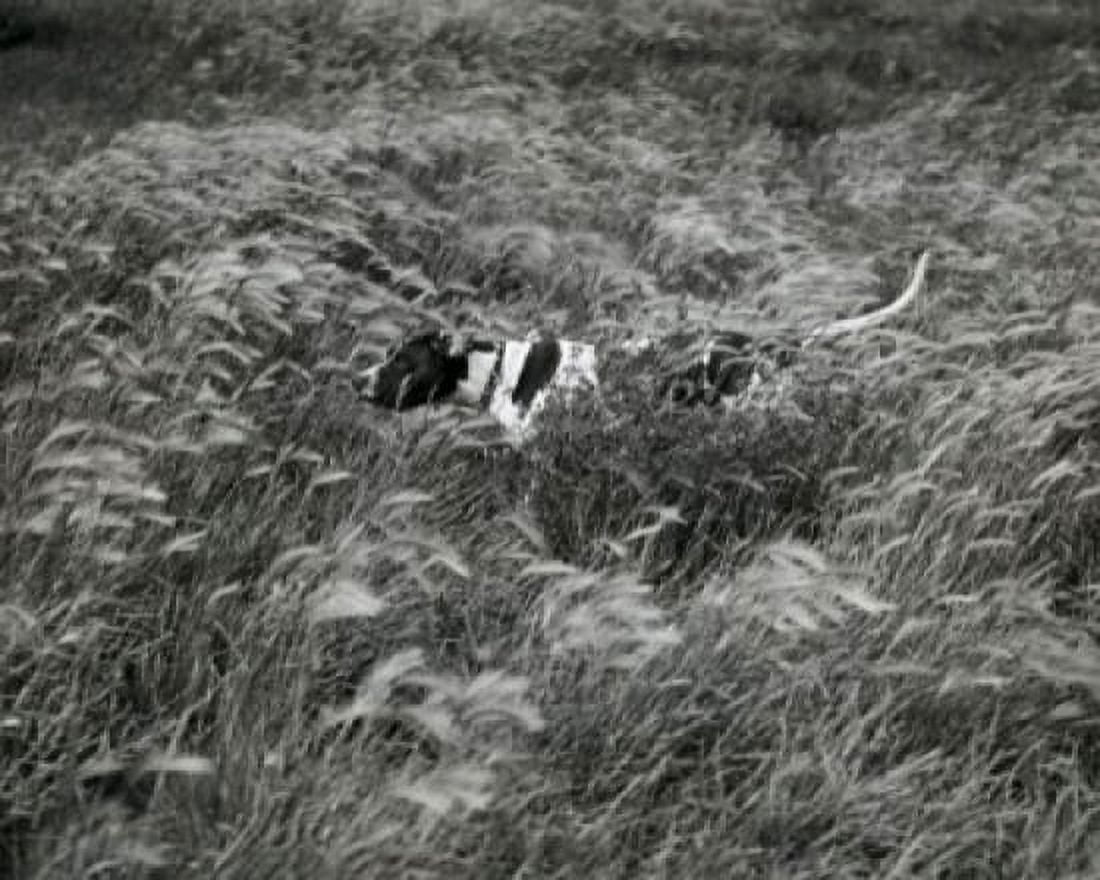Dog running in a field Canvas Art - (24 x 36)