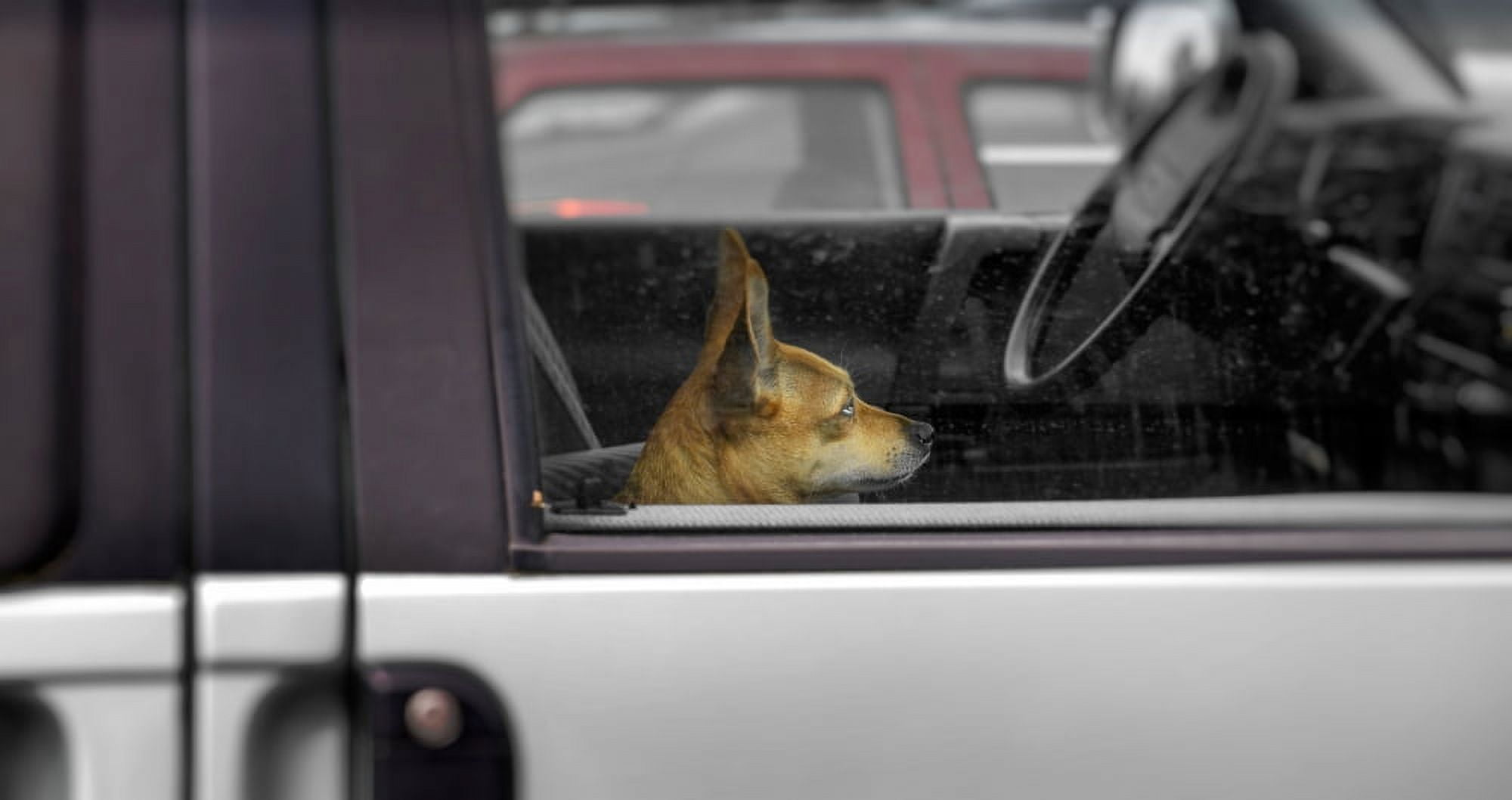 Dog sitting on passenger seat in a car Baden-Wurttemberg Germany Canvas Art - Panoramic Images (18 x 9)