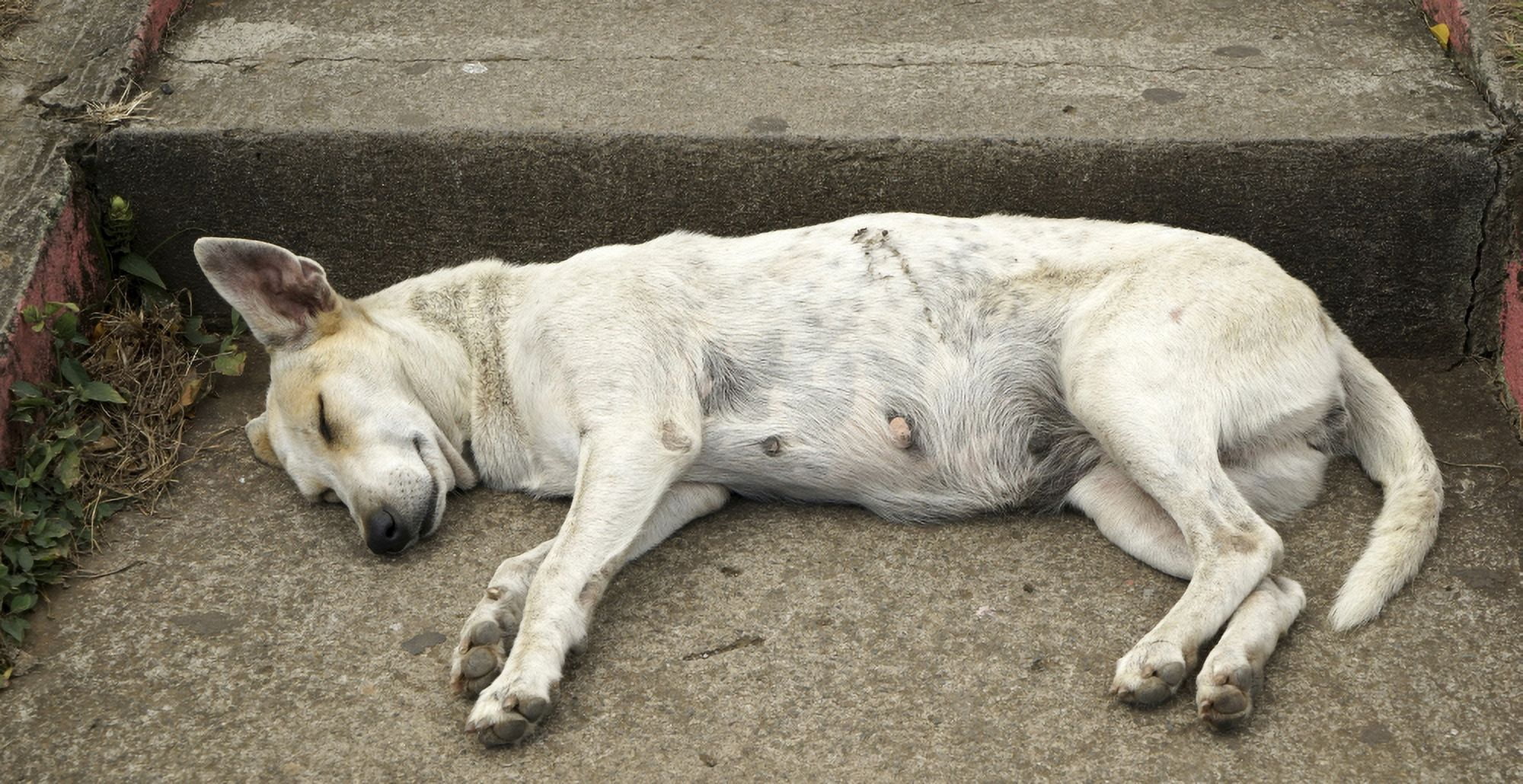 Dog sleeping Catarina Masaya Nicaragua Canvas Art - Panoramic Images (27 x 9)