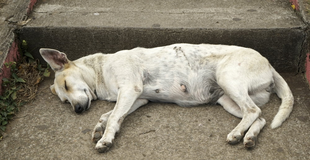 Dog sleeping Catarina Masaya Nicaragua Canvas Art - Panoramic Images (36 x 12)