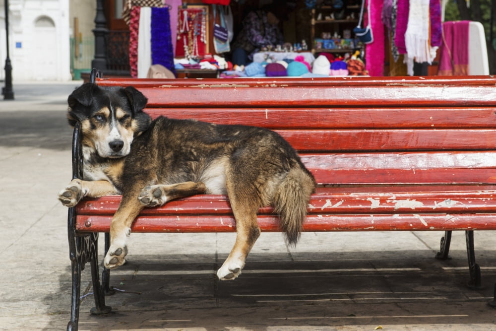 Dog sleeping on a red bench Punta Arenas Magallanes Chile Canvas Art - Remsberg Inc Design Pics (18 x 12)