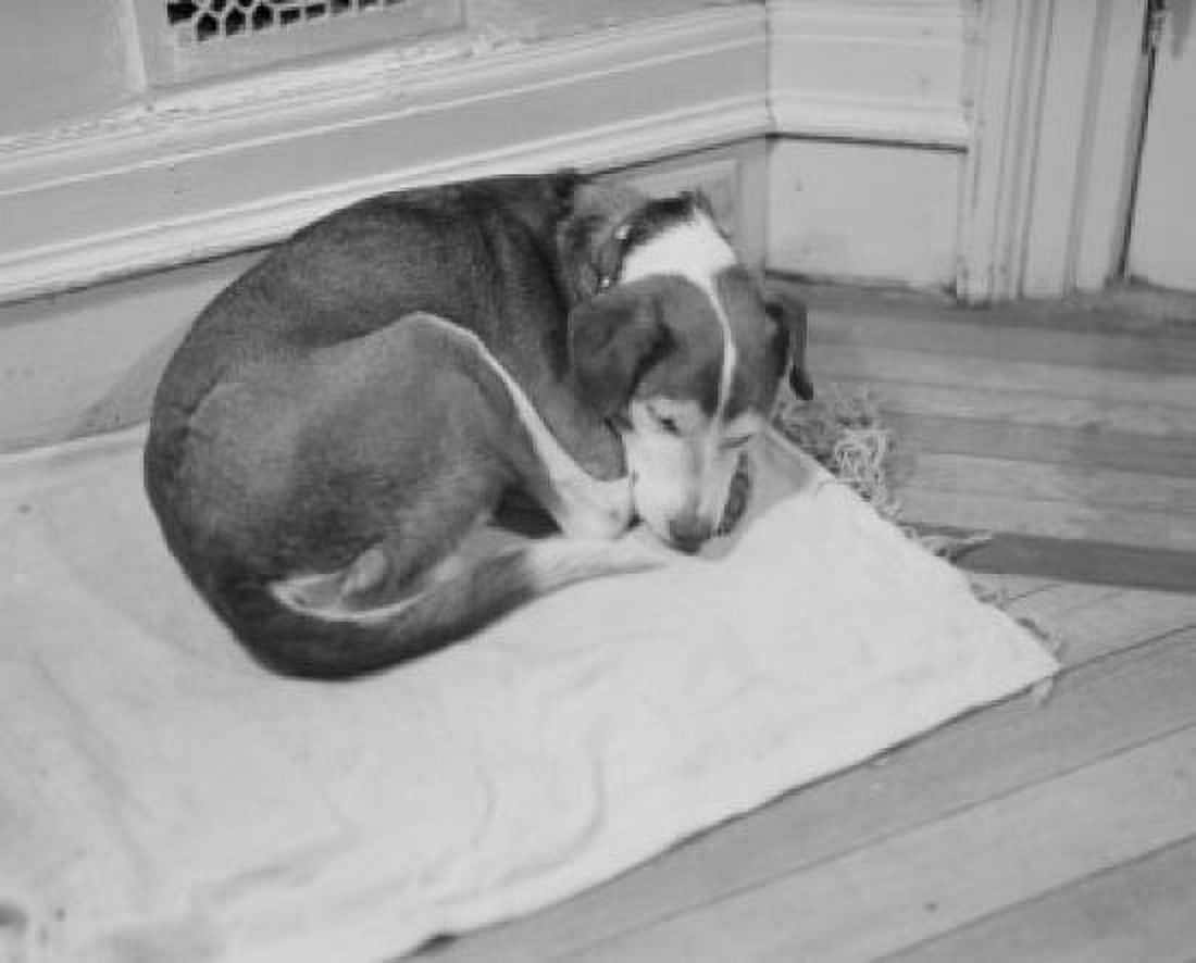 Dog sleeping on blanket Canvas Art -  (24 x 36)