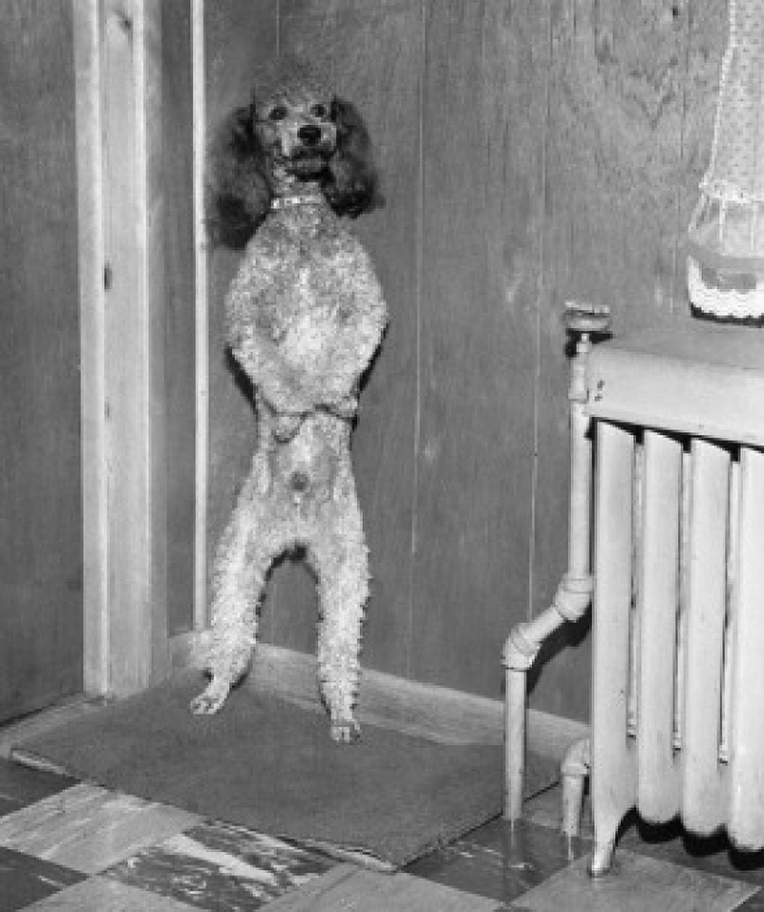 Dog standing on hind legs Canvas Art - (24 x 36)