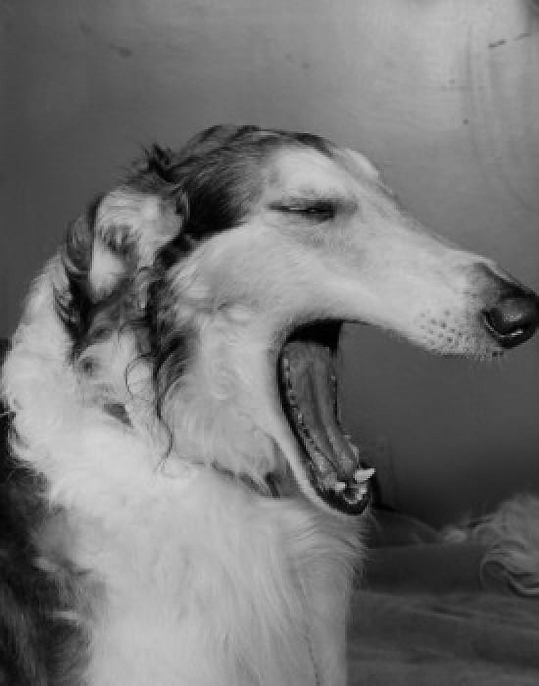 Dog yawning Canvas Art - (24 x 36)