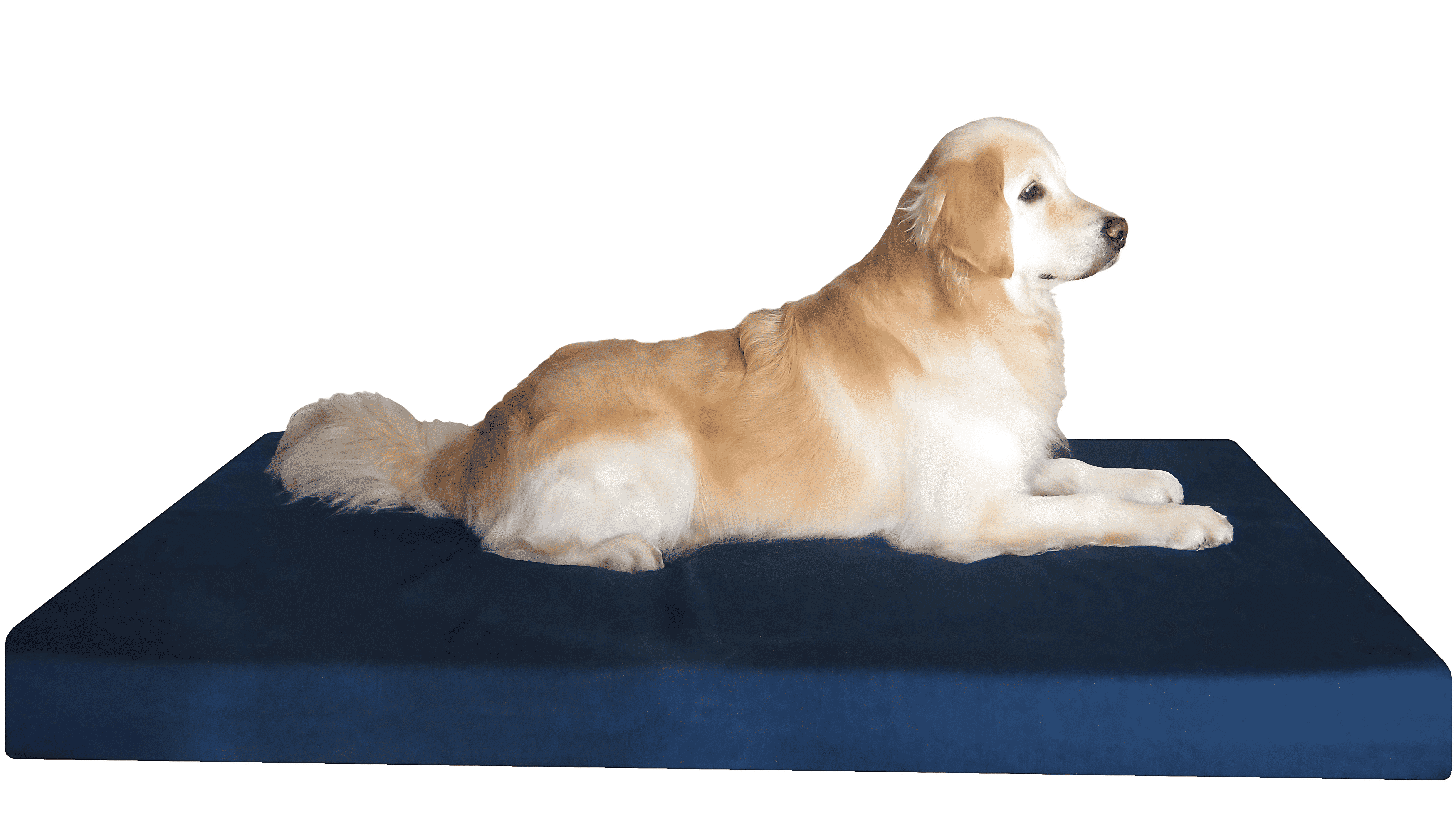 Dogbed4less Extra Large Orthopedic Memory Foam Dog Bed, Waterproof with Washable Denim Cover
