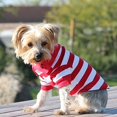 thumbnail image 1 of Doggie Design SDP-FRW-2XL Striped Dog Polo, Flame Scarlet Red & White - 2XL, 1 of 3