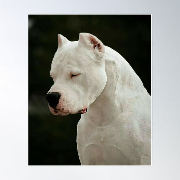 Dogo Argentino Poster Wall Art, Modern Wall Decor For Living Room Bedroom, 24x36 UNFRAMED