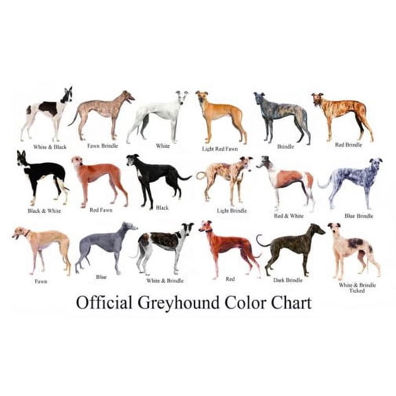 Dogs Greyhound Color Chart Poster 16in x 24in 16x24 Multi-Color Square Adults Poster Time