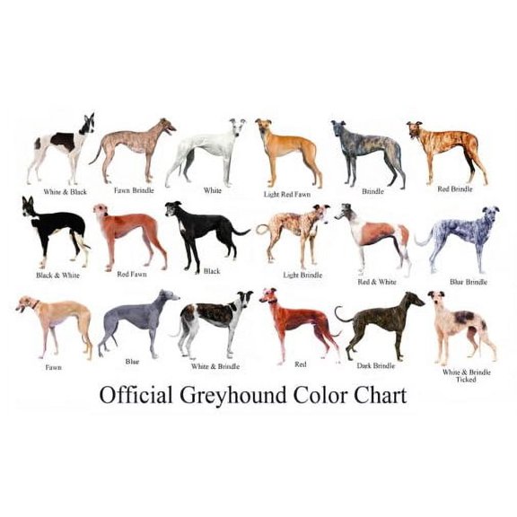 Dogs Greyhound Color Chart Poster Metal Sign 8Inx 12In Metal Print 8x12 Square Adults Best Posters