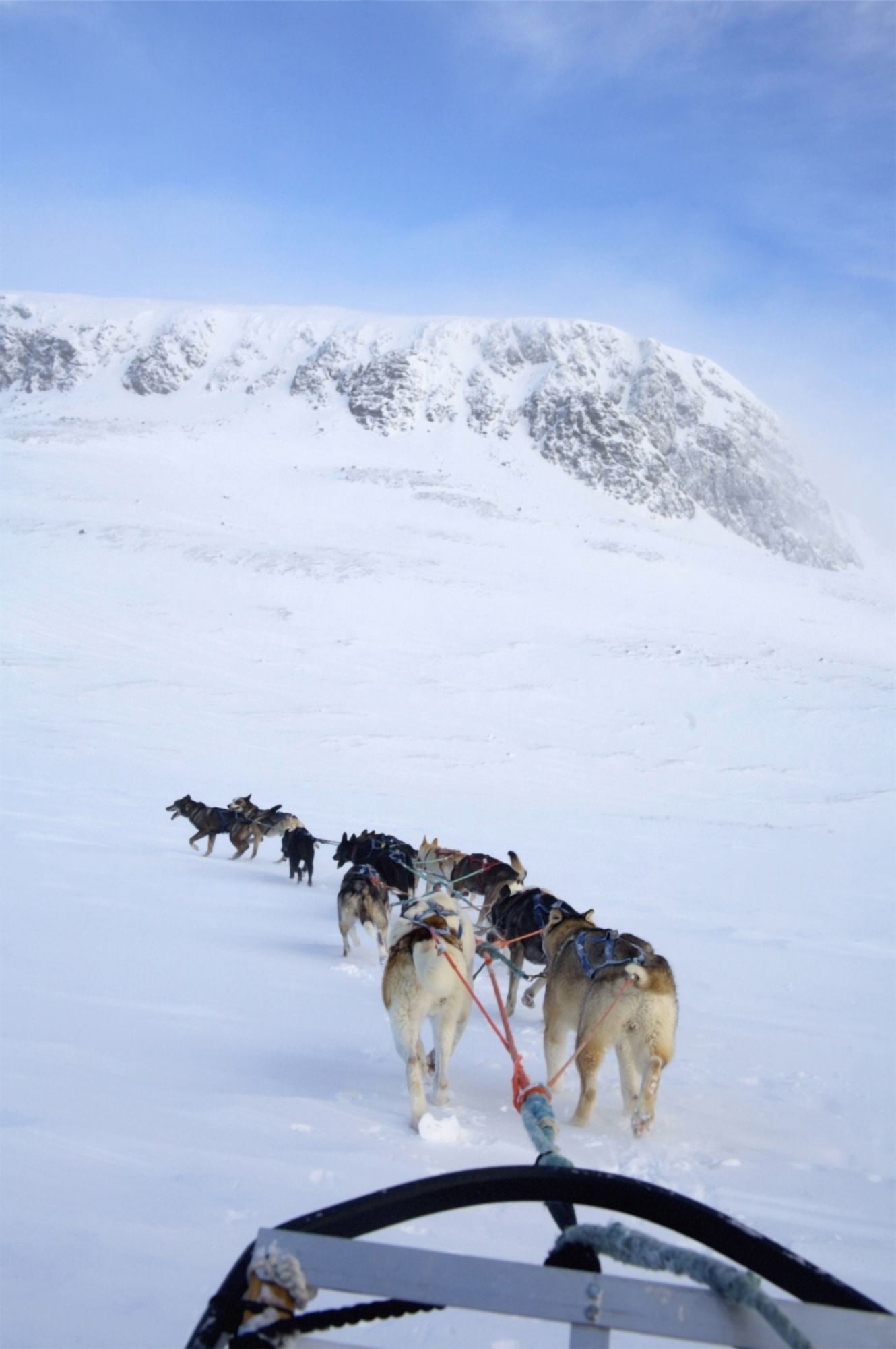 Dogs Pulling Sled Towards Hallingskarvet Mountain Canvas Art - Paul Miles Design Pics (12 x 19)