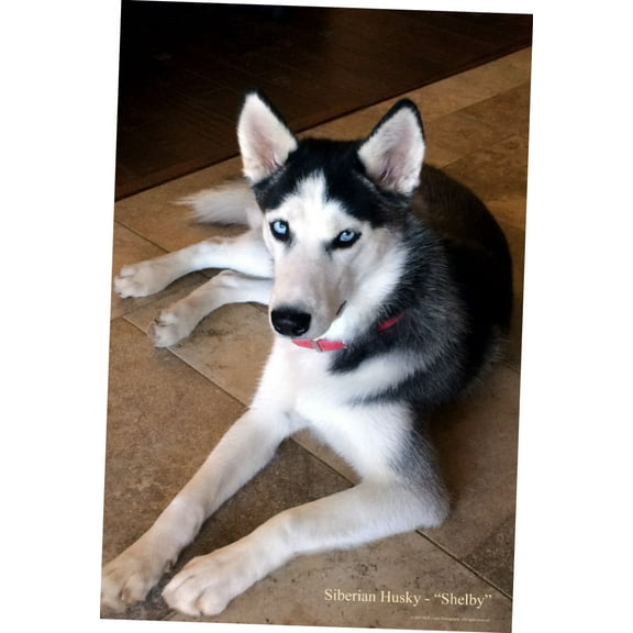 Dogs Siberian Husky poster Metal Sign 8inx 12in Metal Print 8x12 Square Adults Poster Time