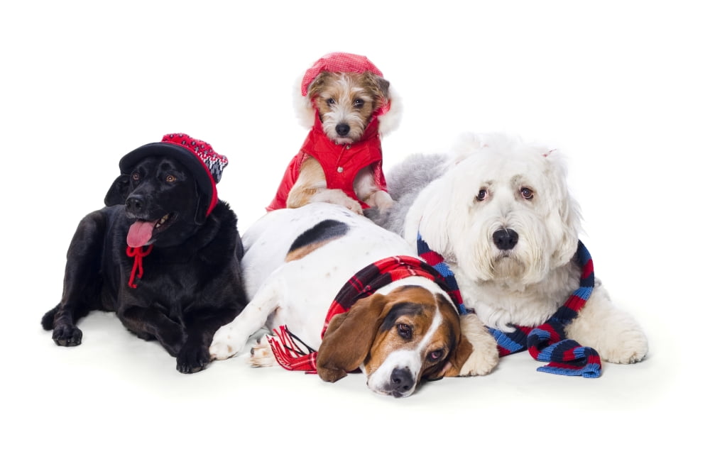 Dogs Wearing Winter Accessories Canvas Art - Corey Hochachka Design Pics (17 x 11)