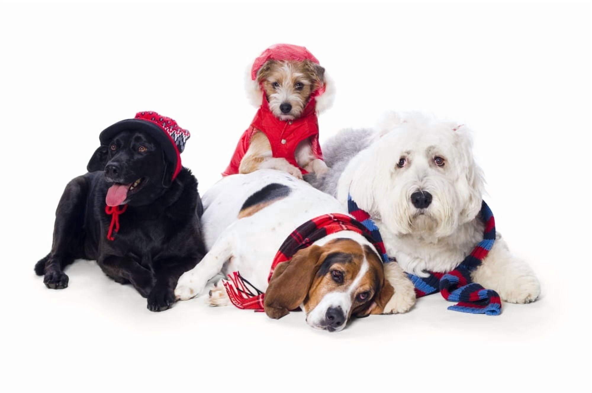 Dogs Wearing Winter Accessories Canvas Art - Corey Hochachka Design Pics (34 x 22)
