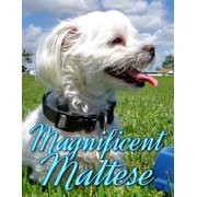 Magnificent Maltese Dogs Picture Book - Precious Pooches Paperback 1523645326 9781523645329 Ironpower Publishing