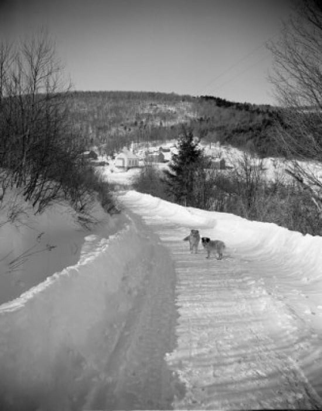 Dogs on snow covered road Canvas Art - (18 x 24)