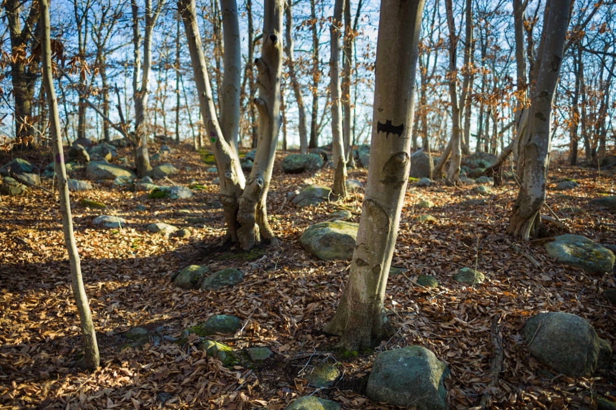 Dogtown trees with Batman symbol Defocused Gloucester Cape Ann Essex County Massachusetts USA Canvas Art - Panoramic Images (18 x 24)