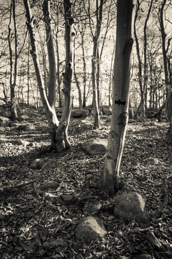 Dogtown trees with Batman symbol Defocused Gloucester Cape Ann Essex County Massachusetts USA Canvas Art - Panoramic Images (18 x 24)