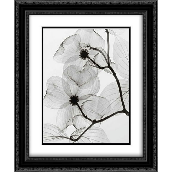 Dogwood Blossoms 2x Matted 20x24 Black Ornate Framed Art Print by Meyers, Steven N.