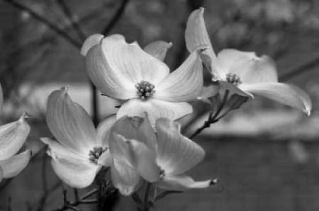 Dogwood Blossoms I BW Canvas Art - Erin Berzel (20 x 28)