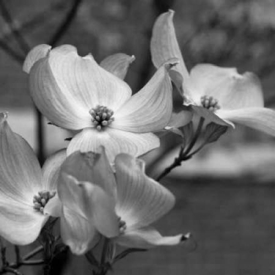 Dogwood Blossoms I BW Sq Canvas Art - Erin Berzel (24 x 24)