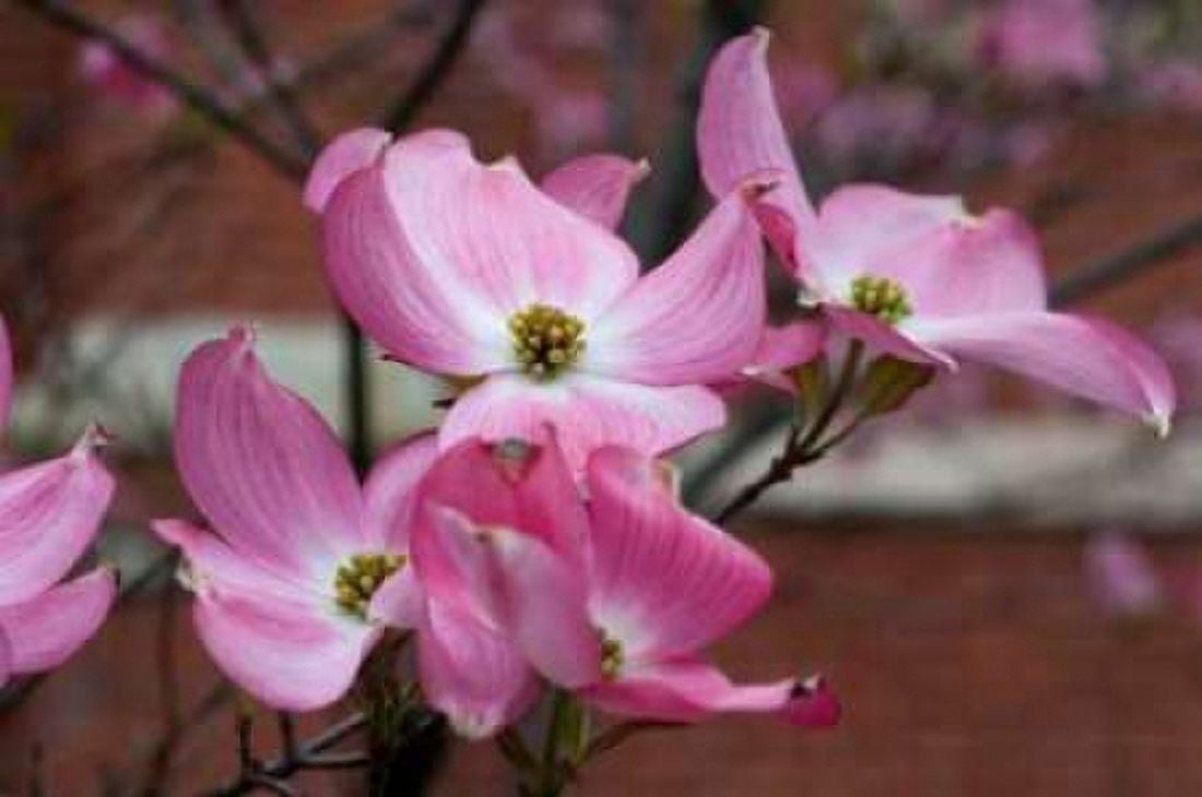 Dogwood Blossoms I Canvas Art - Erin Berzel (20 x 28)