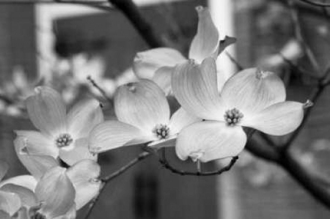 Dogwood Blossoms II BW Canvas Art - Erin Berzel (20 x 28)