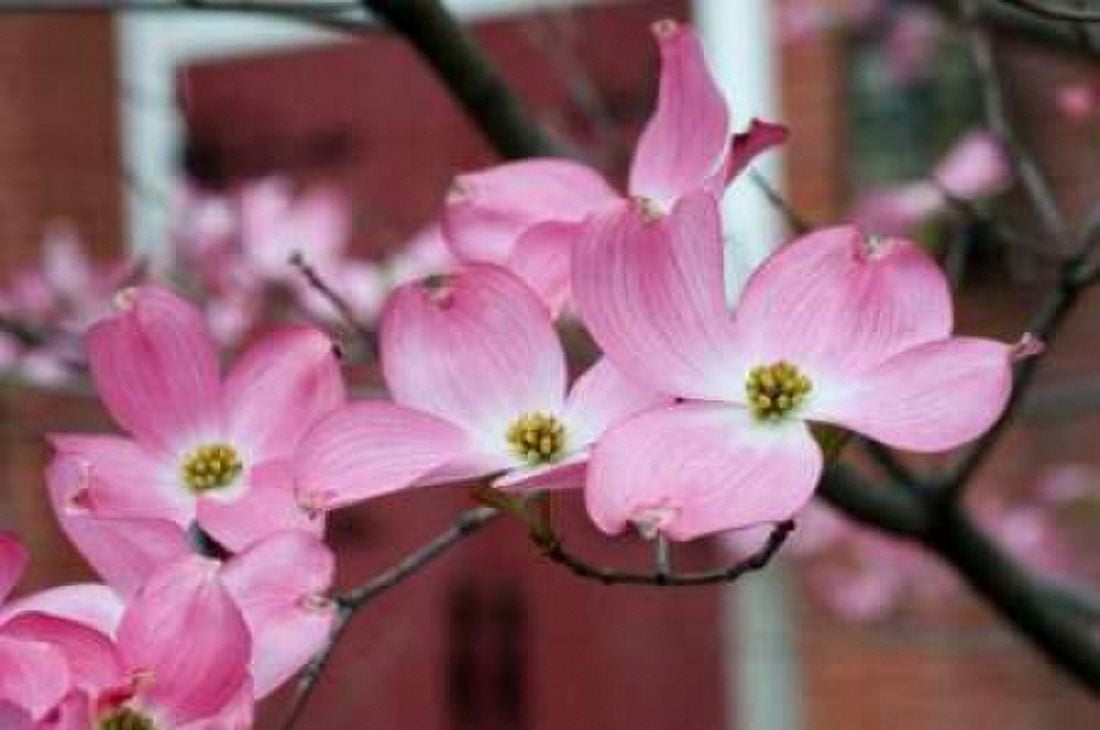 Dogwood Blossoms II Canvas Art - Erin Berzel (20 x 28)