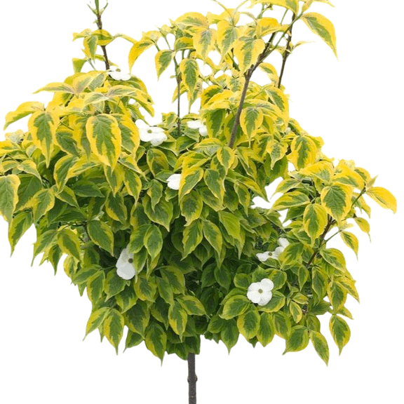 Dogwood Celestial Shadow (Hybrid) Live Tree- 1 Gallon
