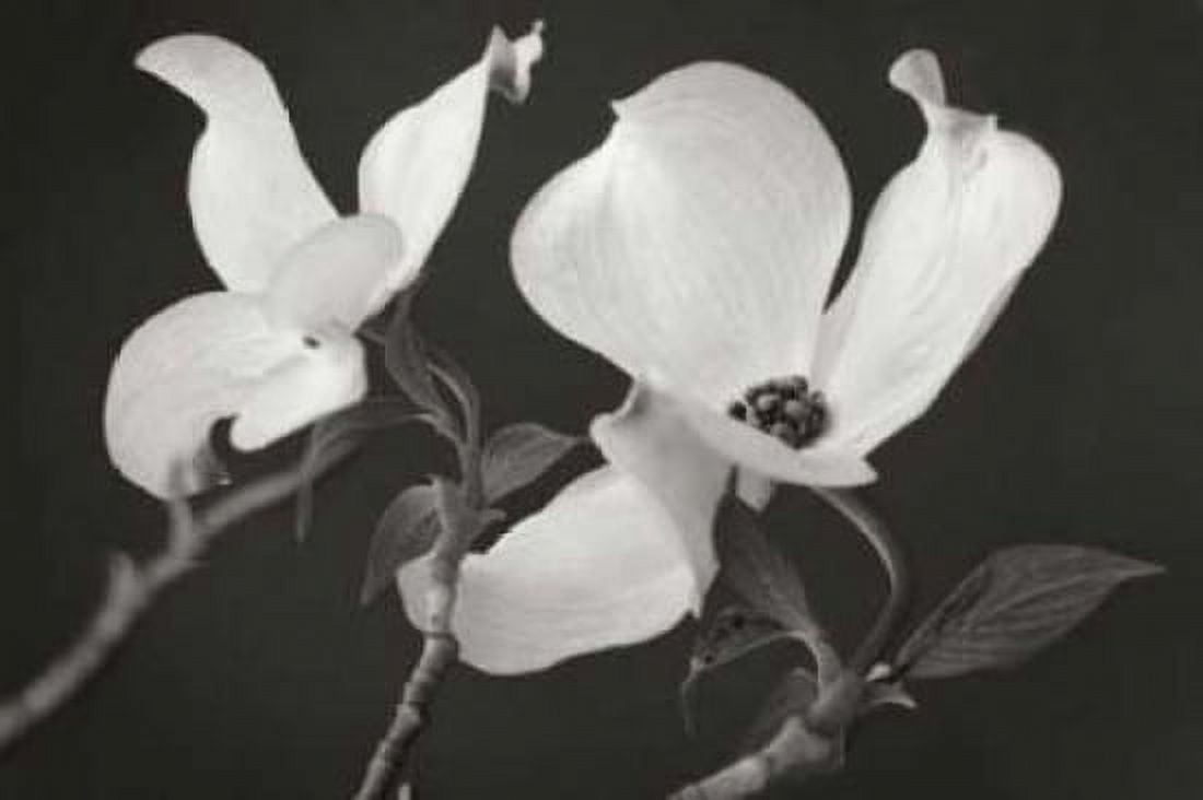 Dogwood Delicacy II BandW Canvas Art - Vitaly Geyman (20 x 28)