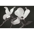 thumbnail image 1 of Dogwood Delicacy II BandW Poster Print by Vitaly Geyman (10 x 14), 1 of 1